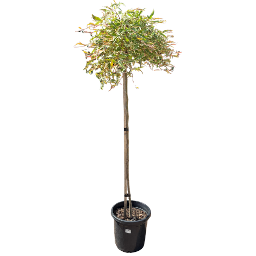 Grevillea Sunkissed Waters 30cm Standard