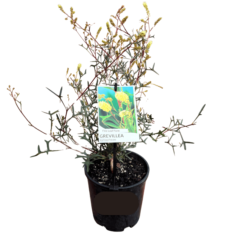 Grevillea synapheae 'Fine Leaf' 14cm
