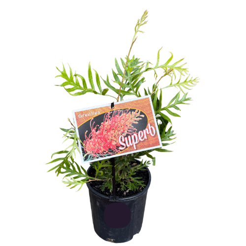 Grevillea Superb 14cm