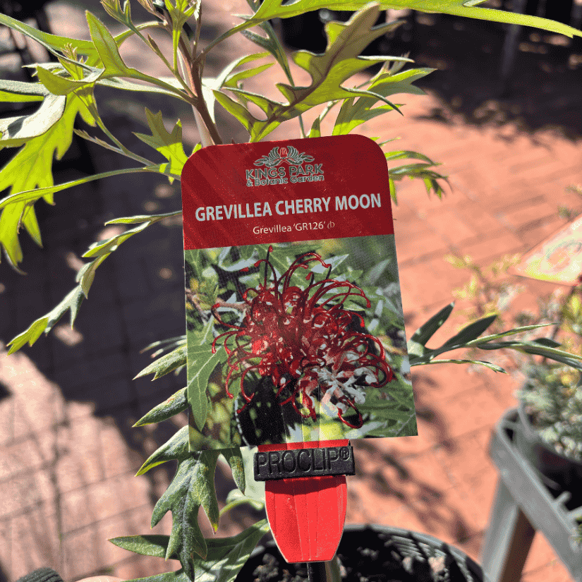 Grevillea 'Cherry Moon' 14cm