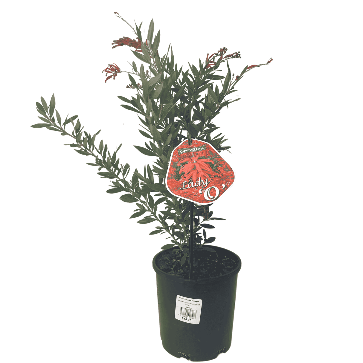 Grevillea 'Lady O' 14cm