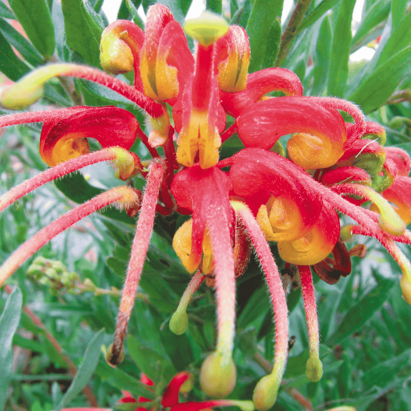 Grevillea Winter Flame 14cm