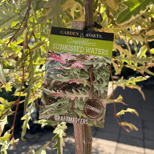 Grevillea Sunkissed Waters 30cm Standard