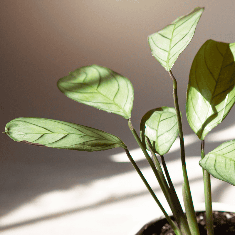 Ctenanthe Grey Star 20cm