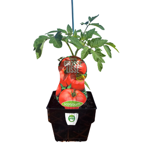 Tomato Grosse Lisse - 10cm