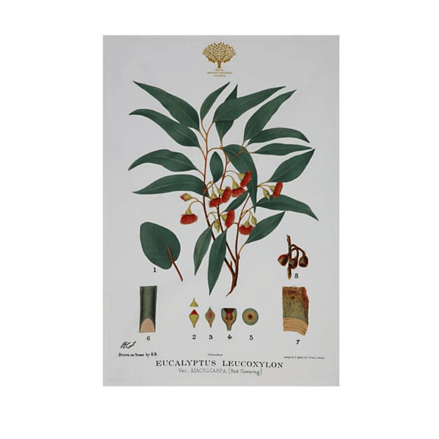 Tea Towel Botanic 50 x 70cm Flowering Gum