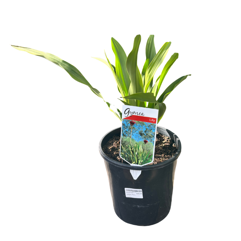 Doryanthes excelsa - Gymea Lily 20cm