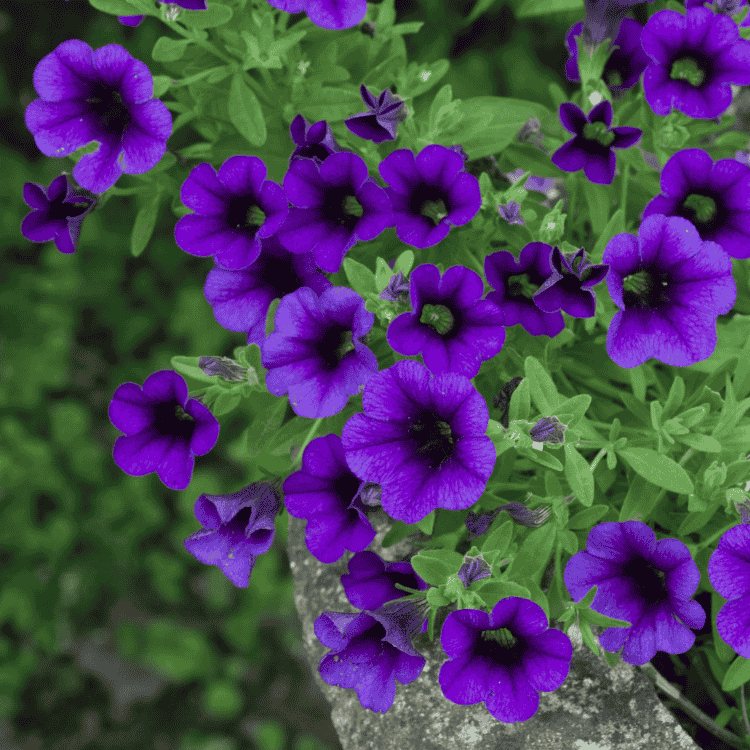 Calibrachoa 'Blue' 14cm