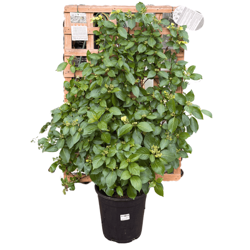 Hydrangea 'Runaway Bride' Espalier 25cm
