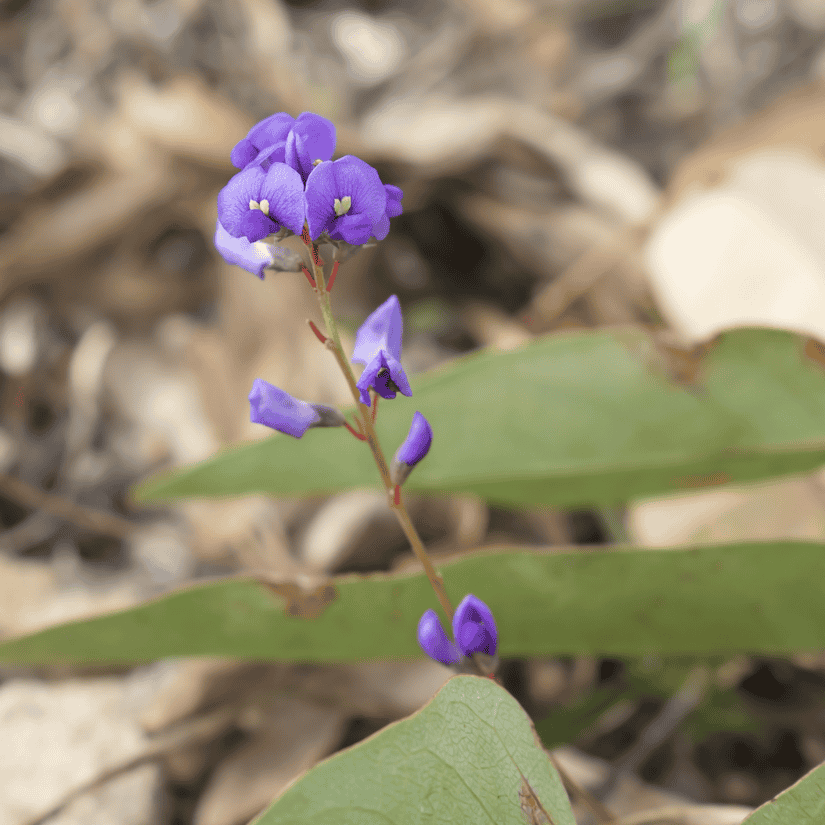 Hardenbergia violacea Meema 14cm