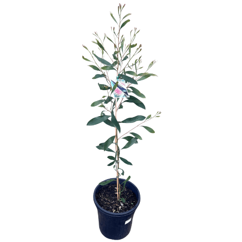 Hakea laurina 25cm