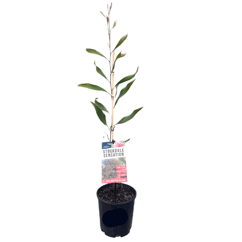 Hakea Stockdale Sensation 14cm