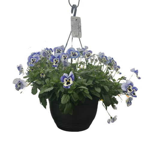 Assorted Colour Hanging Basket 27cm
