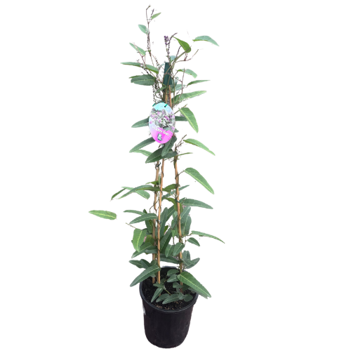Hardenbergia violacea Happy duo 20cm