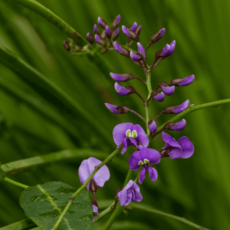 Hardenbergia violacea 'Sea of Purple' 14cm