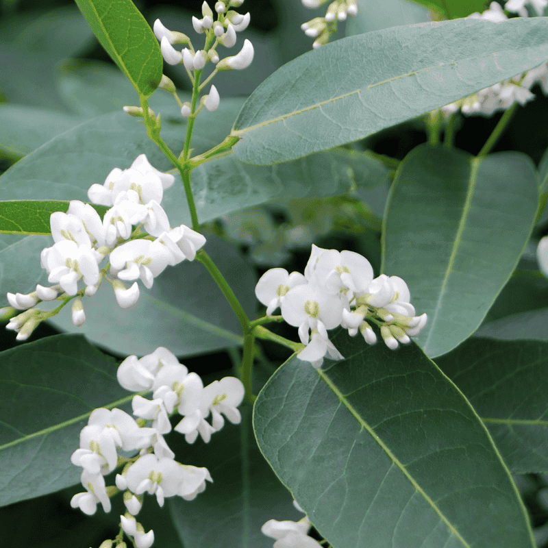 Hardenbergia White Out 20cm