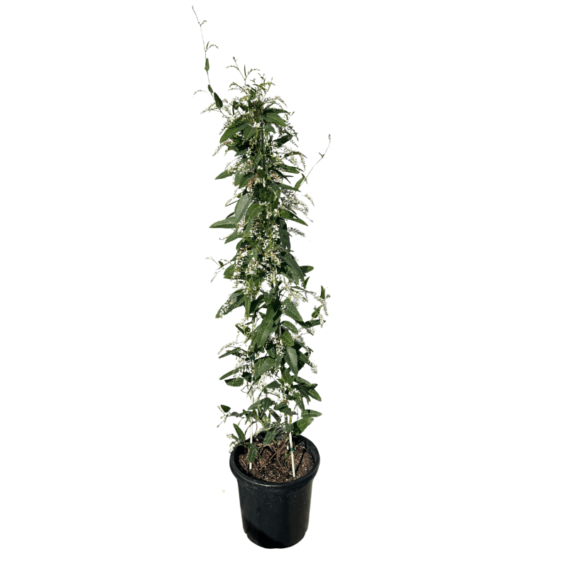 Hardenbergia White Out 30cm