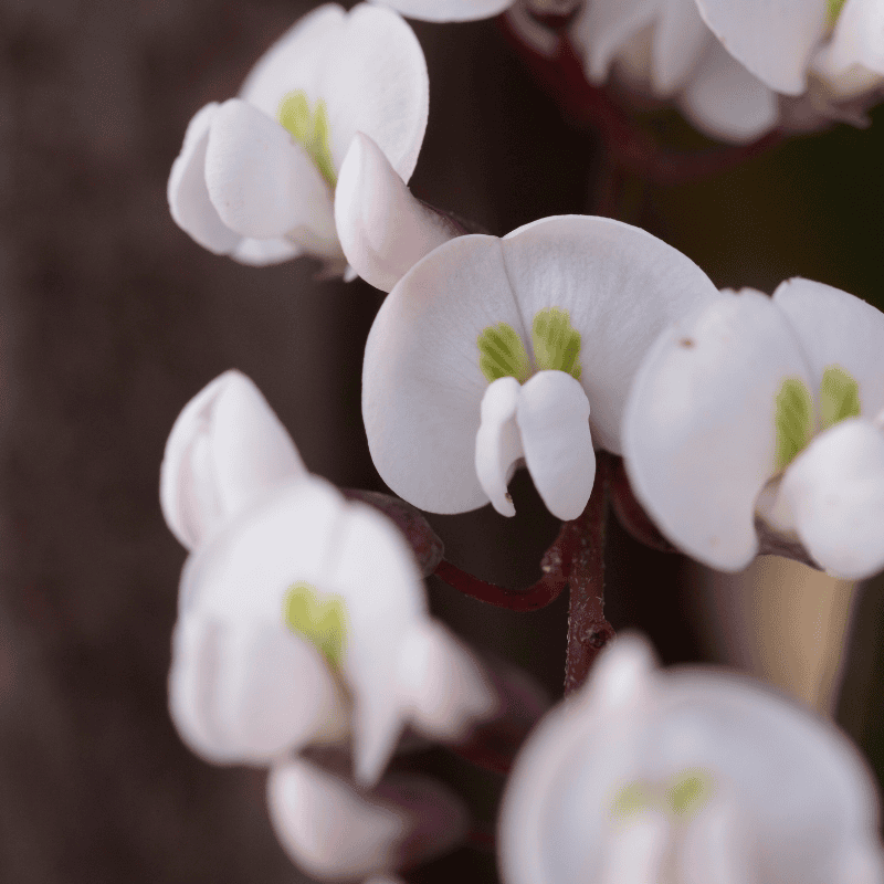 Hardenbergia White Out 30cm