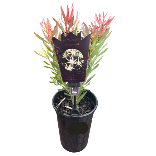 Leucadendron Harlequin 14cm