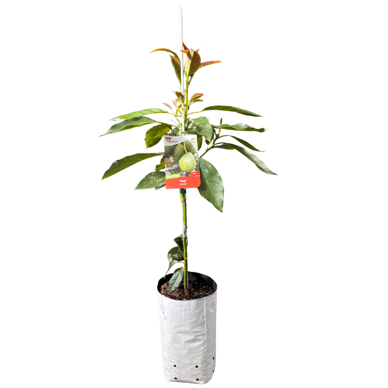 Avocado Hass 5L