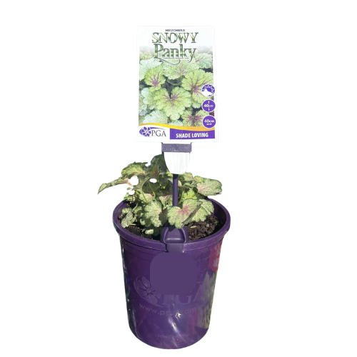 Heuchera Snowy Panky 14cm