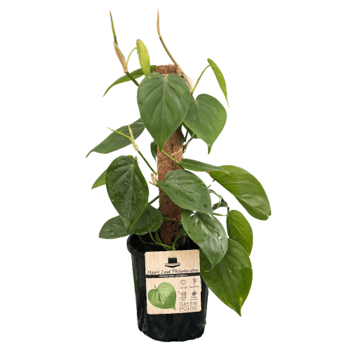 Philodendron cordatum 17cm Totem