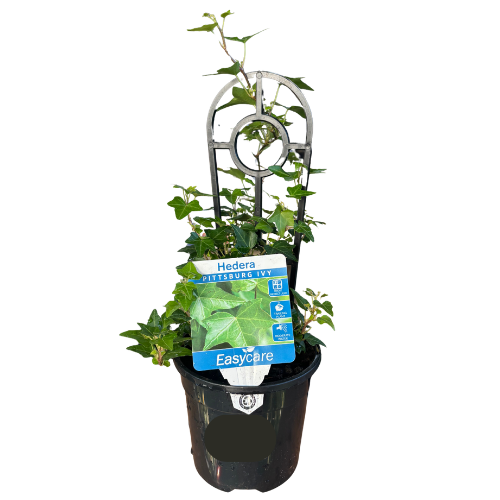 Hedera helix Ivy 13cm