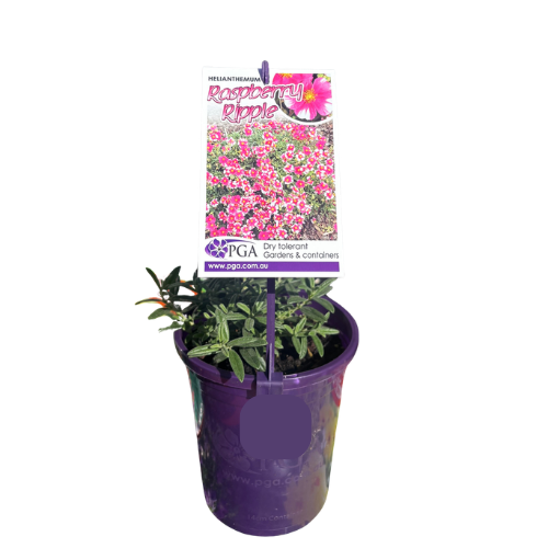 Helianthemum Raspberry Ripple 14cm