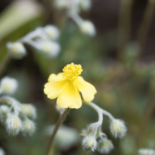 Helianthemum Wisley Primrose 14cm