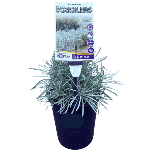 Helichrysum Icicles 14cm