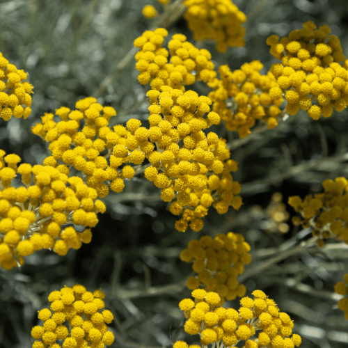 Helichrysum italicum 14cm