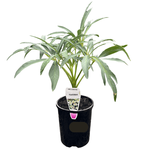 Helleborus foetidus 14cm