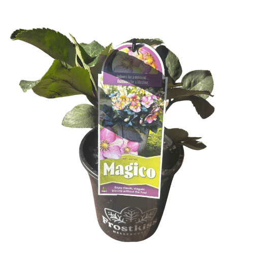 Helleborus Magico 18cm