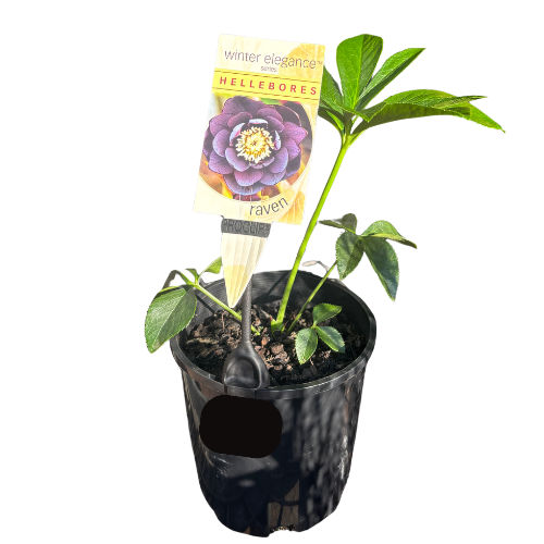 Helleborus Raven 14cm