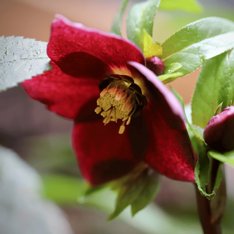 Helleborus 'Anna's Red' 18cm