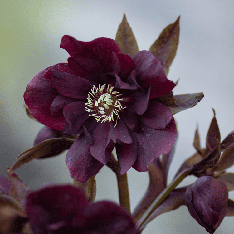 Helleborus 'Double Burgundy' 14cm