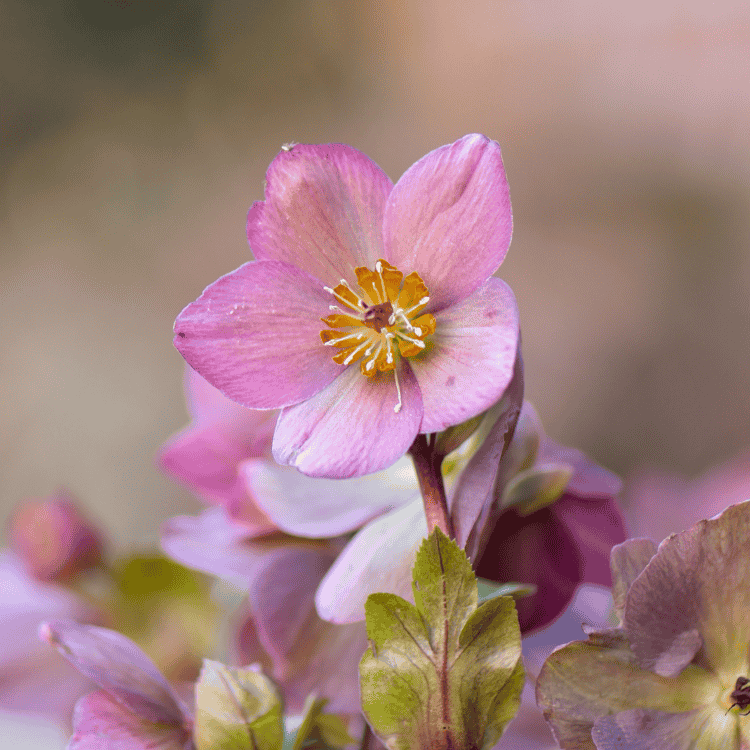 Helleborus 'Katie' 18cm