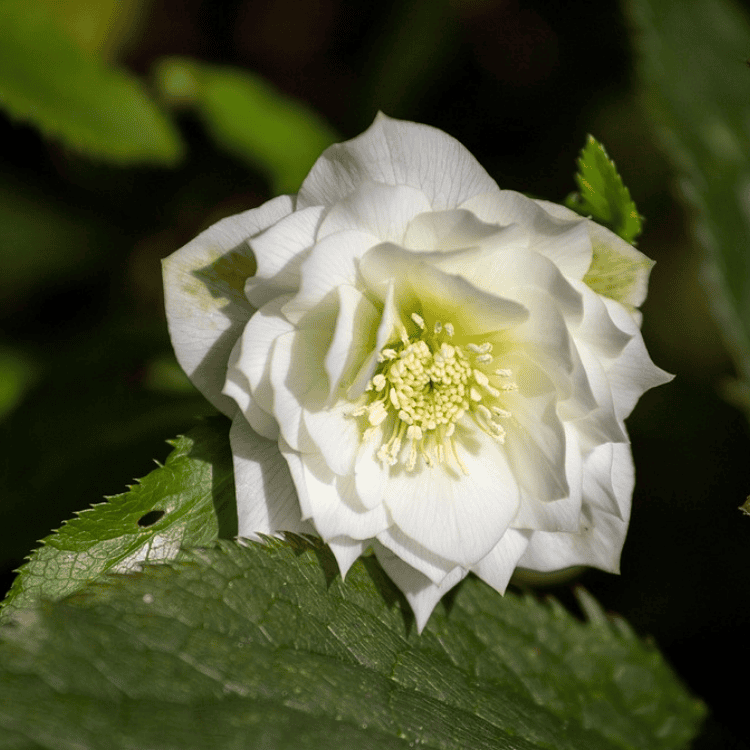 Helleborus 'Double White' 14cm