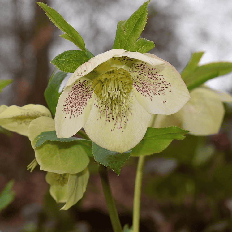 Helleborus 'Tutu White' 18cm