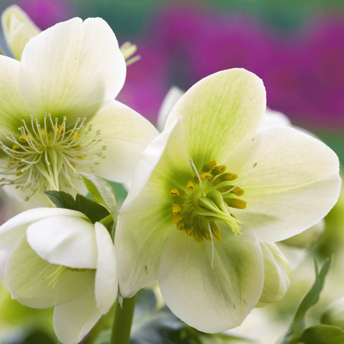 Helleborus 'Molly's White' 18cm