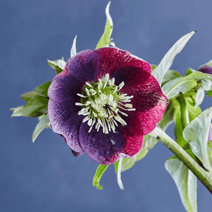 Helleborus 'Sparkling Shiraz' 14cm