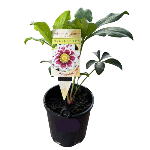 Helleborus Double White Spotted 14cm