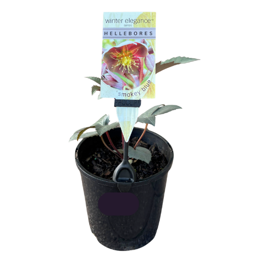 Helleborus Smokey Blue 14cm