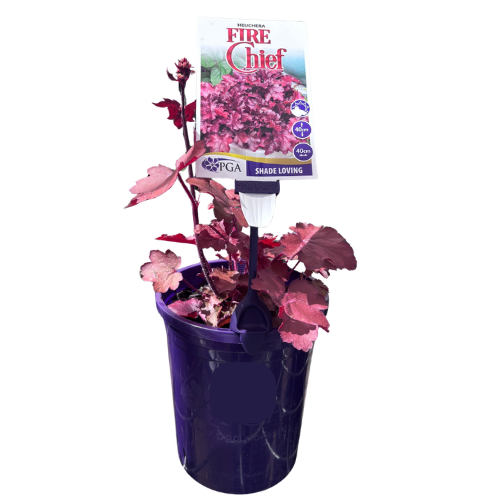 Heuchera Fire Chief 14cm