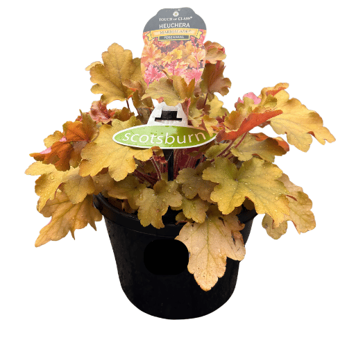 Heuchera Marmalade 20cm