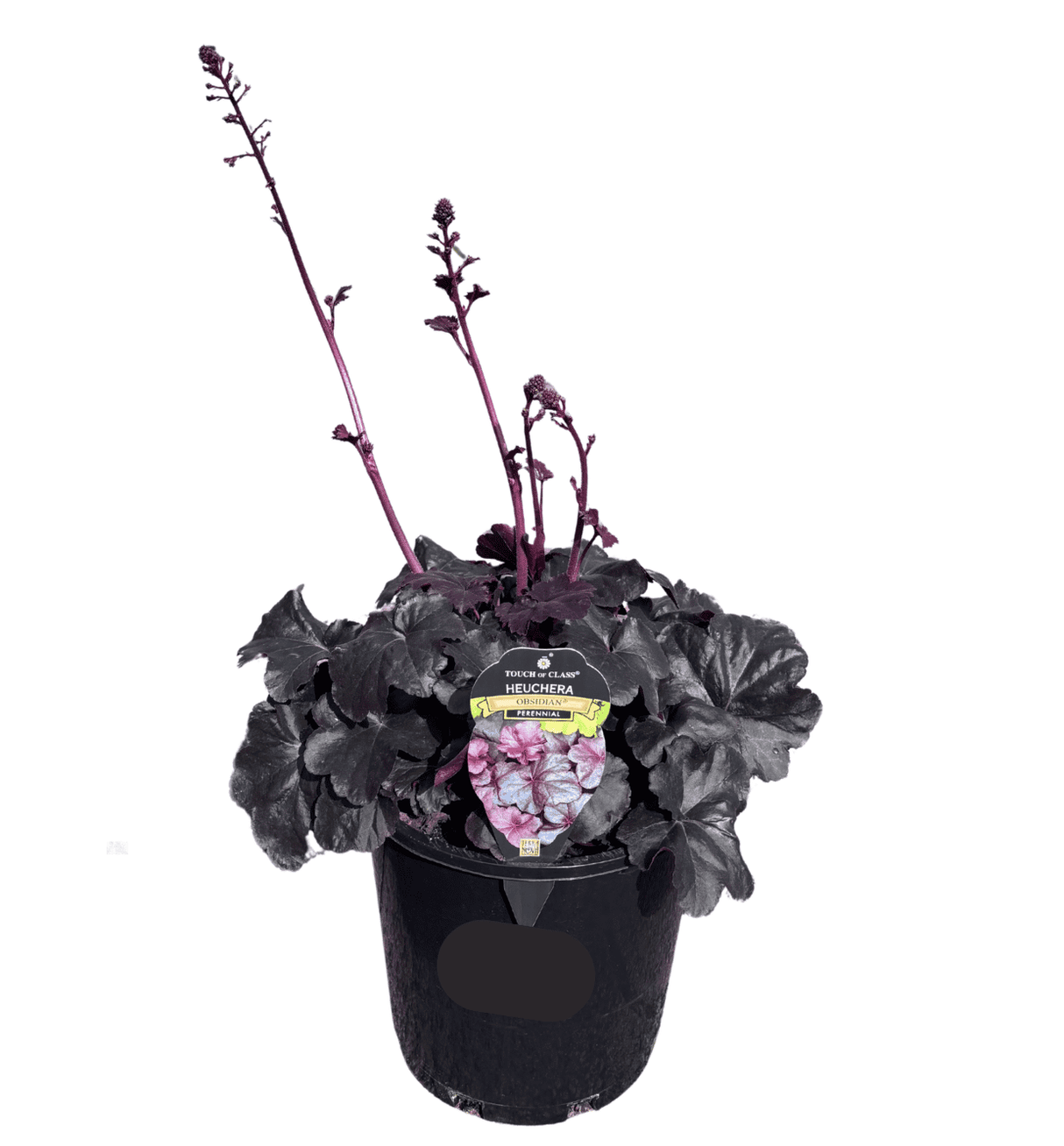 Heuchera Obsidian 20cm