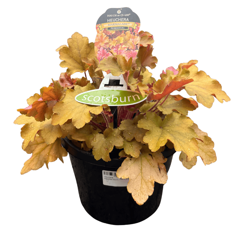 Heuchera Assorted 20cm