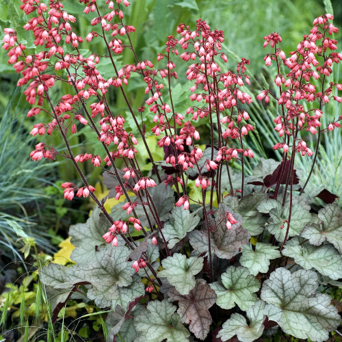 Heuchera Assorted 20cm