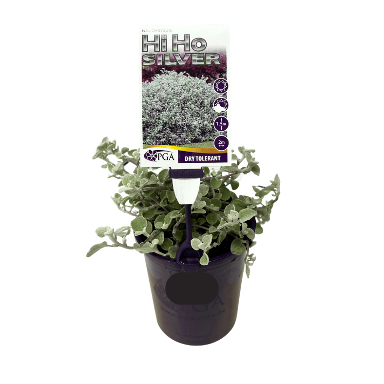 Helichrysum Hi Ho Silver 14cm