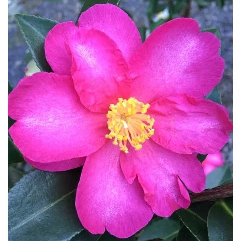 Camellia 'Hiryu' 25cm